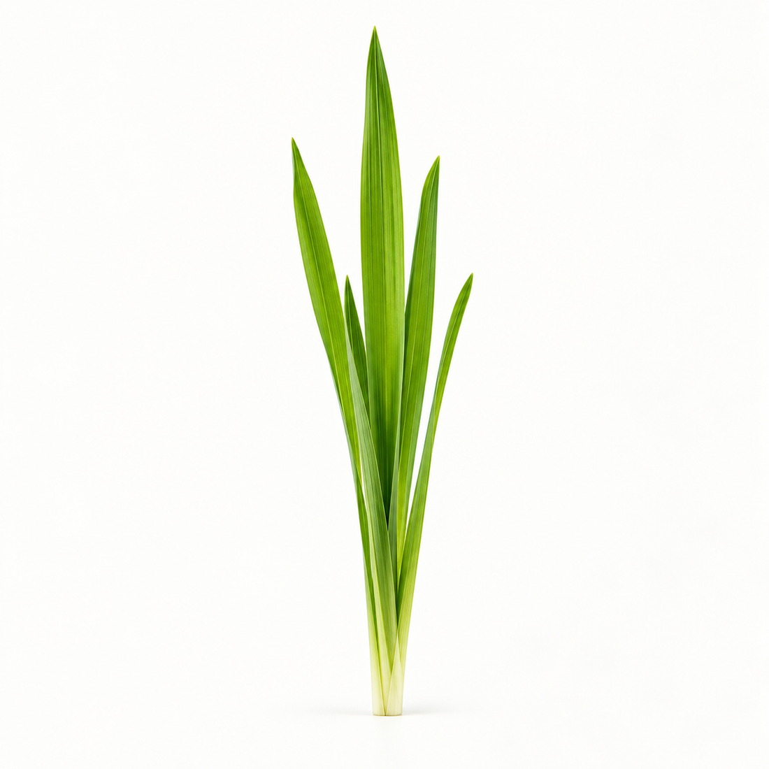 Wheatgrass